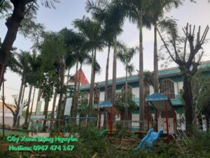 dich vu cat tia cay xanh tai binh duong